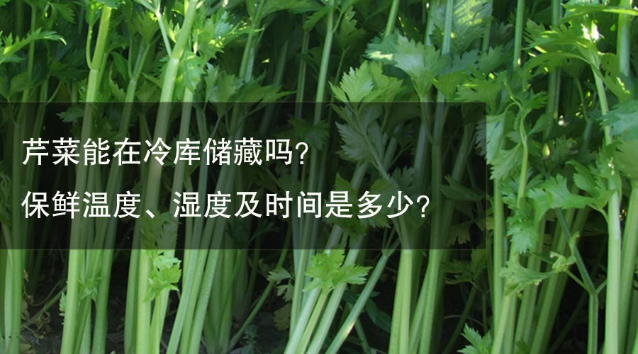 芹菜能在冷庫儲(chǔ)藏嗎？ 保鮮溫度、濕度及時(shí)間是多少？