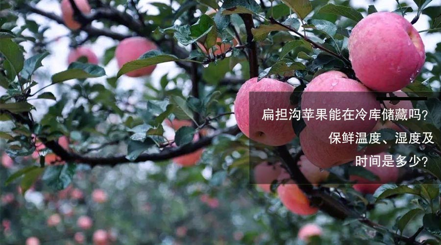 扁擔溝蘋果冷庫儲藏嗎保鮮溫度、相對濕度及時間介紹