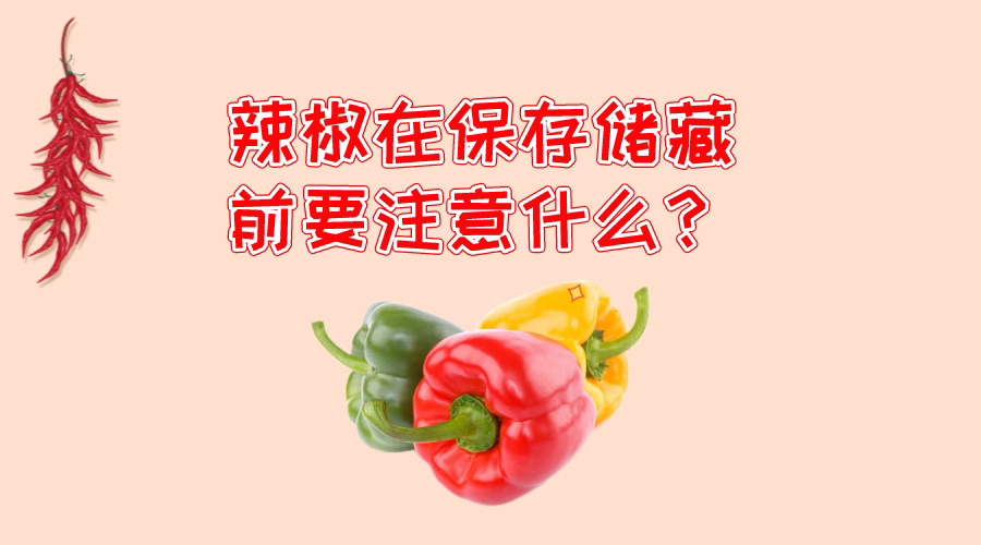 辣椒在保存儲藏前要注意什么？