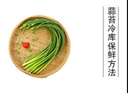 蒜薹（蒜苔、蒜毫）冷庫儲藏方法是什么？保鮮期可達(dá)半年以上！