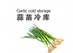 蒜苗冷庫貯藏方法介紹，保鮮30天不爛！