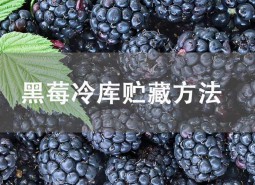黑莓冷庫貯藏方法介紹！這樣做能保鮮45天不壞！