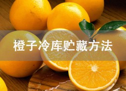 橙子冷庫(kù)可以貯藏多久？氣調(diào)庫(kù)保鮮5個(gè)月！